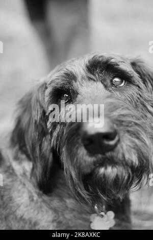 Super cute Giant Schnauzer looking lovingly at someone in a black and white monochrome. Stock Photo