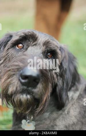 Super mignon Giant Schnauzer regardant amoureusement quelqu'un. Banque D'Images