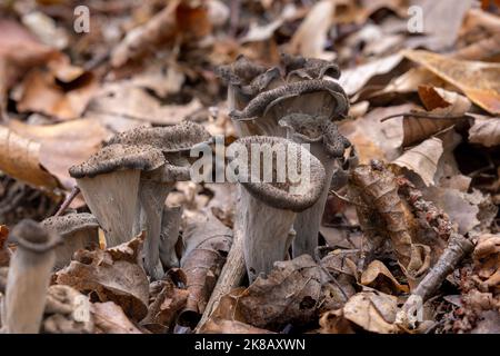 Craterellus cornucopioides, ou corne d'abondance Banque D'Images