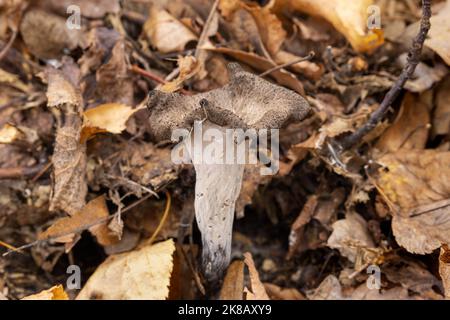 Craterellus cornucopioides, ou corne d'abondance Banque D'Images