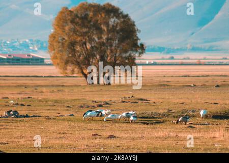 Un troupeau d'oies mangeant de l'herbe sur la pelouse. En arrière-plan se trouve la plaine d'automne et le foyer solitaire de tree.selective. Banque D'Images