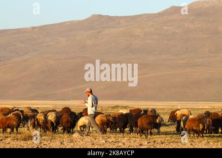 Erzurum, Turquie - septembre 2021 Un berger paître ses moutons dans une plaine en Anatolia.selective focus. Banque D'Images