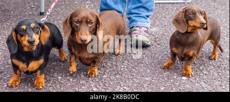 3 Dachshund chiens gros plan Banque D'Images