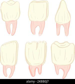 Collection de dents ou de dents Illustration Collection icône avec racine Illustration de Vecteur