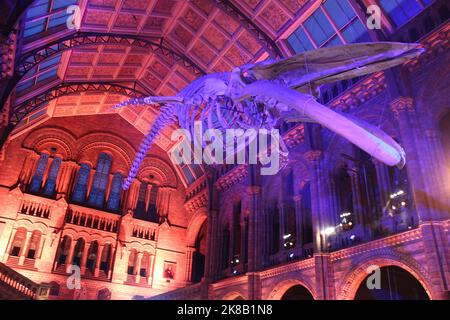 Blue Whale Skeleton nommé « Hope » dans Hintze Hall, Natural History Museum, Londres, Royaume-Uni Banque D'Images