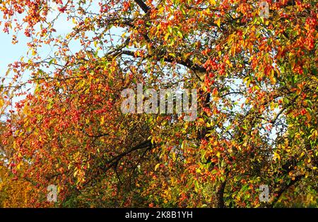 Arbre ornemental de pomme de crabe avec pommes en automne Banque D'Images