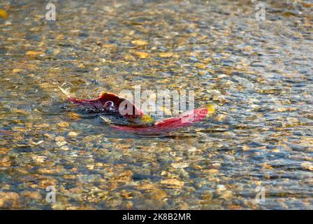 Une paire de saumons rouges frayères. Une paire de saumons rouges prêts à frayer dans les échalotes de la rivière Adams, en Colombie-Britannique, au Canada. Banque D'Images