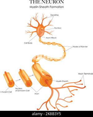 Anatomie colorée de la neurone et formation de la gaine de myéline sur fond blanc Illustration de Vecteur
