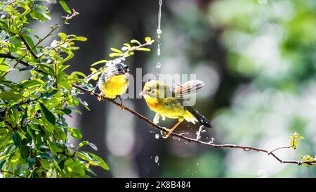 CHONGQING, CHINE - le 20 OCTOBRE 2022 - Un oiseau Leiothrix à bec rouge est situé dans une succursale de Chongqing, Chine, le 20 octobre 2022. La descente de Frost est un terme solaire Banque D'Images