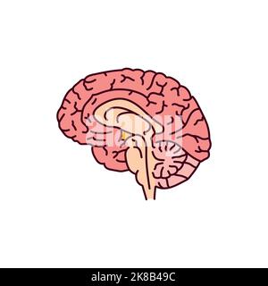 Icône de ligne de couleur hypophyse. Système endocrinien. Pictogramme pour page Web Illustration de Vecteur