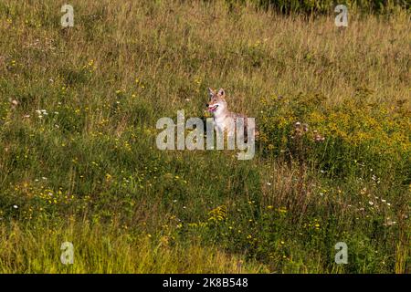 Coyote dans le nord du Wisconsin. Banque D'Images