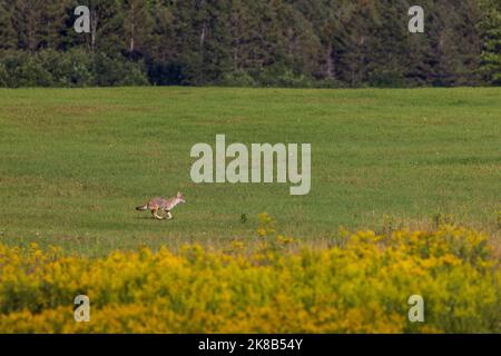 Coyote dans le nord du Wisconsin. Banque D'Images