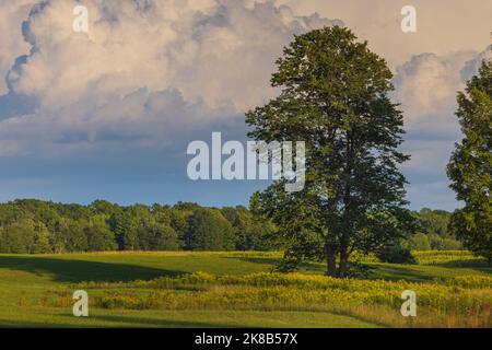 Champ de fermier lors d'une journée d'été dans le nord du Wisconsin. Banque D'Images