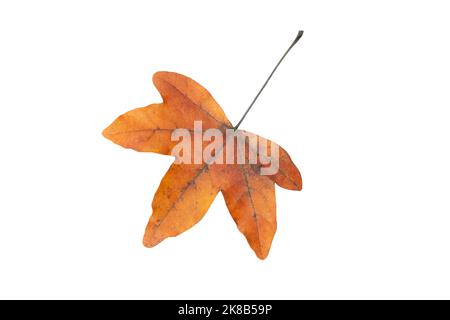 Saison d'automne feuille d'érable brun sec isolée sur blanc Banque D'Images