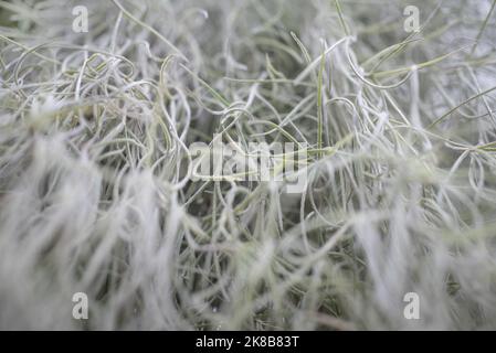 Barbe de deux ans floue. La tilandsia presque blanche usneoides mousse espagnole Banque D'Images