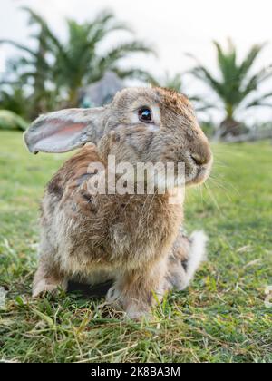 Portrait d'un joli lapin sur la pelouse. Le lapin moelleux sur l'herbe verte est regarder dans l'appareil photo. L'animal de ferme pature sur le terrain à l'extérieur. Banque D'Images