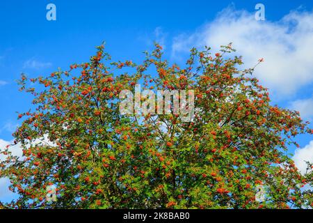 Un arbuste de rowan (sorbus aucuparia) aux baies de rowan orange mûres au soleil. Banque D'Images