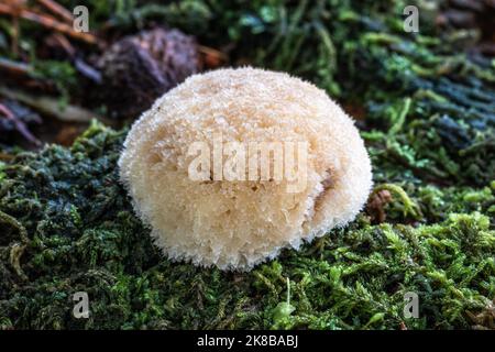 Soyeux Rosehill, champignons, Royaume-Uni Banque D'Images