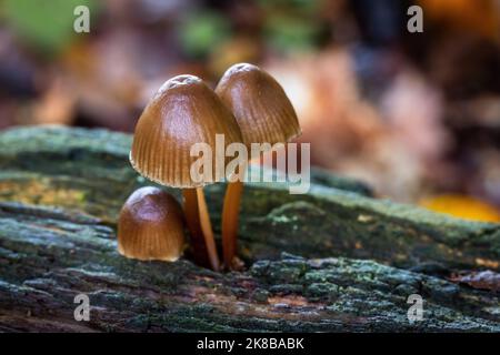 Clustered Bonnet, champignons, Royaume-Uni Banque D'Images