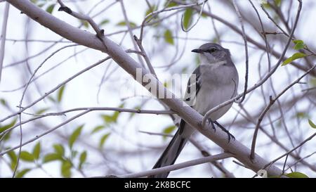 Oiseau de Mockingbird du Nord (mimus polyglottos) perché dans un arbre Banque D'Images