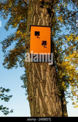 Birdhouse orange sur l'arbre au printemps. Branche d'arbre fruitier avec cabane à oiseaux. Banque D'Images