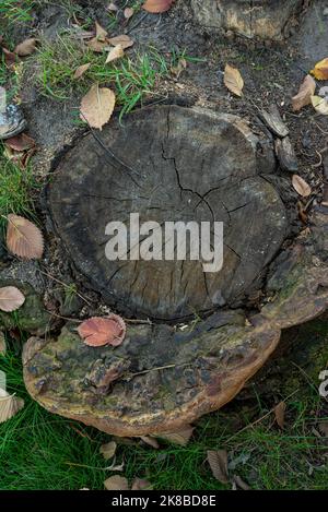 un morceau de vieux bois sec se dresse sur l'asphalte gris et l'herbe verte dans la rue Banque D'Images