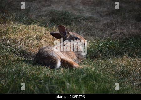 Les lapins sont devenus très confortables dans une cour arrière depuis que la maison est vide. Banque D'Images