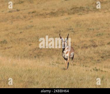 Un buck pronghorn sur la prairie du Wyoming. Banque D'Images