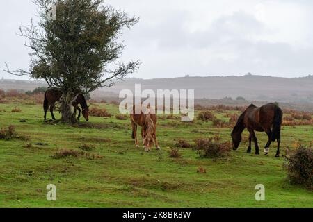 Godshill, New Forest, Hampshire, Royaume-Uni, 22nd octobre 2022, Météo : fortes averses de pluie dans l'après-midi. Les poneys se broutent sur l'herbe fraîchement arrosée. D'autres averses orageuses sont prévues pour le week-end. Paul Biggins/Alamy Live News Banque D'Images