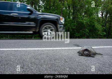 Une tortue serpent de l'est adulte (Chelydra serpentina) traversant une route à mesure qu'un camion passe dans la paroisse de West Feliciana, Louisiane, États-Unis. Banque D'Images