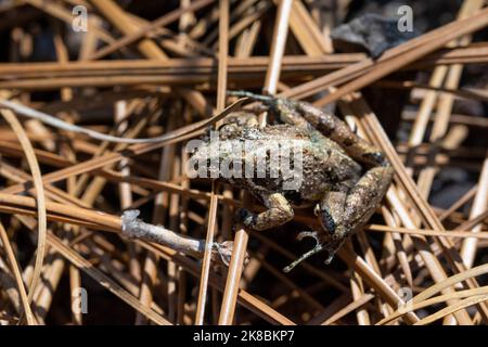 Grenouille de cricket de la plaine côtière (Acris gryllus gryllus) du comté de Perry, Mississippi, États-Unis. Banque D'Images