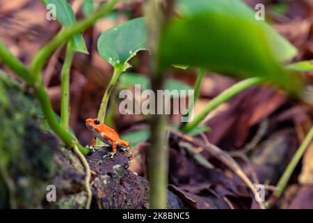 Grenouille rouge au Panama. Une grenouille de fraise rouge à la plage de la grenouille Rouge, sur l'île Bastimentos. Bocas del Toro, Amérique centrale. Panama. Banque D'Images