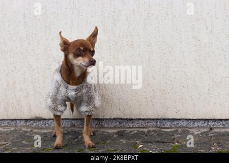 Petit chien en vêtements d'hiver. Chien de compagnie dans la rue. Mode animaux. Petit chien drôle debout seul. Vêtements pour chiens par temps froid. Chiot miniature. Banque D'Images