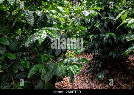 Plantation de café, haricots verts crus et feuilles, à Boquete, Panama. Amérique centrale. Banque D'Images