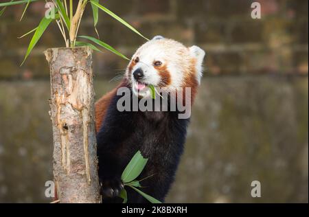 Panda rouge ou panda de moindre importance (ailurus fulgens) mangeant du bambou en captivité Banque D'Images