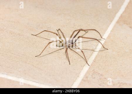 Araignée de maison géante (Eratigena atrica) sur un sol de cuisine carrelé dans une maison britannique