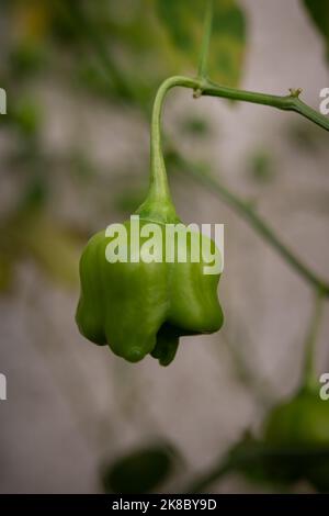 Gros plan sur le piment vert Mad Hatter, appelé poivron de la couronne de Bishop ou cloche de Noël, suspendu dans une branche de brousse avec un arrière-plan flou. Photo verticale Banque D'Images