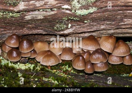 Mycena inclinata (en cluster bonnet) est un champignon saprophytes se trouve fréquemment sur le bois en décomposition (surtout de chênes et de châtaigniers), de plus en plus petits groupes. Banque D'Images