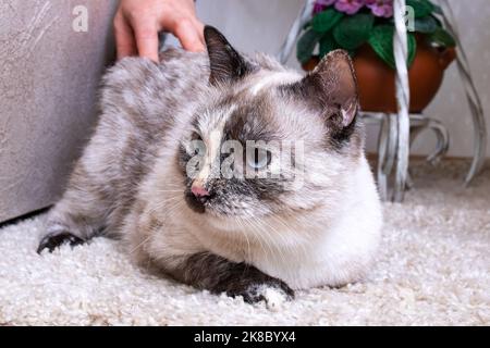 Un chat gris repose sur une moquette moelleuse grise de près Banque D'Images