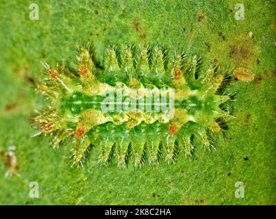 Chenille de Sliny Oak Slug (Euclea delphinii) sur une feuille d'érable malade à Houston, au Texas. Leurs épines venimeuses piquent lorsqu'elles sont touchées. Banque D'Images