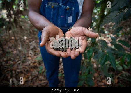 Grains de café cru fraîchement récoltés d'un agriculteur dans une plantation en afrique, production de café Banque D'Images