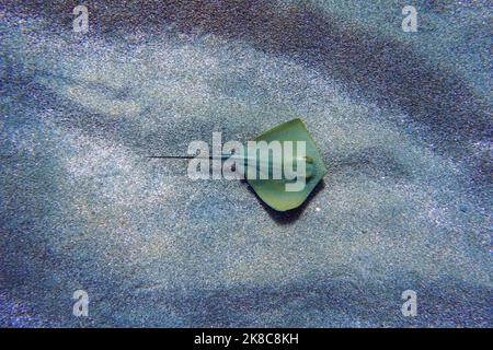 Scène de photographie sous-marine avec de magnifiques rayons Banque D'Images