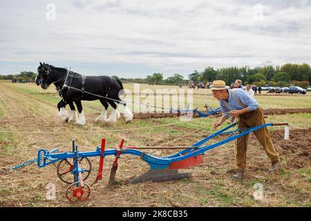 La compétition annuelle de labourage, de déchaumage et de déchaulage de Sheepy and District 106th qui s'est tenue dans le nord du Warwickshire, en Angleterre. L'événement met en évidence la capacité de labourer à l'aide de tracteurs anciens modernes ou de chevaux. L'image montre des concurrents qui utilisent des chevaux pour labourer. Banque D'Images