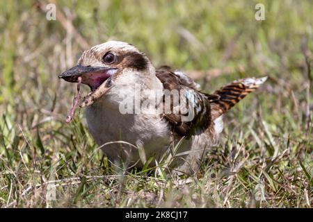 Laughing kookaburras sur worm Banque D'Images