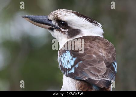 Laughing Kookaburra Australie Dacelo novaeguineae, Banque D'Images