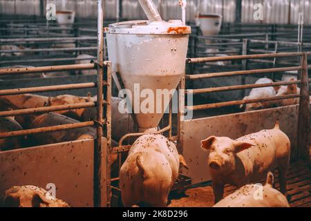 Photo de nombreux porcs adultes gras mangeant dans une grange animale. Concept de production de viande. Banque D'Images