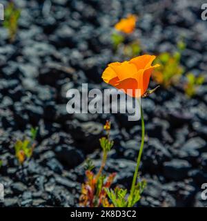 Les coquelicots poussent dans le gravier noir du tas de scories de la mine de cuivre Old Dominion à Globe, en Arizona. Banque D'Images