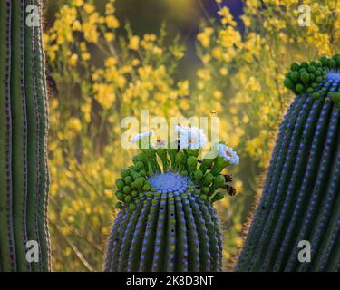 Une petite abeille pollinise la fleur d'un cactus géant de saguaro. Banque D'Images