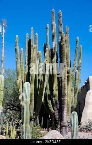 Le cactus Saguaro pousse dans le désert de Sonoran Banque D'Images