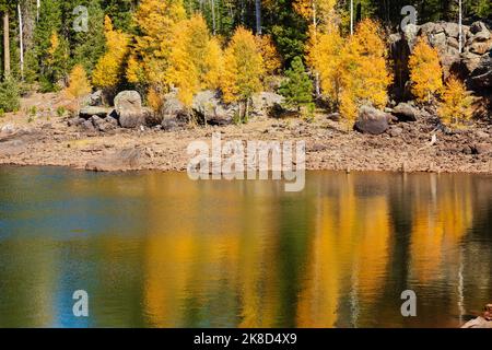 Reflets d'Aspen jaune chatoyants sur le lac A1 dans les montagnes blanches du centre-est de l'Arizona. Banque D'Images